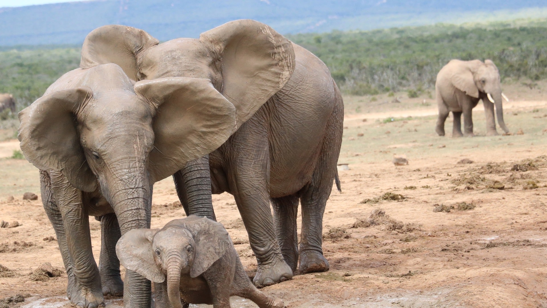 Highlights von Südafrika